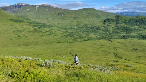 woman and her dog walking downhill in lush green open valley at myrkdalen voss norway - above aarmot with summer mountain background - static handheld