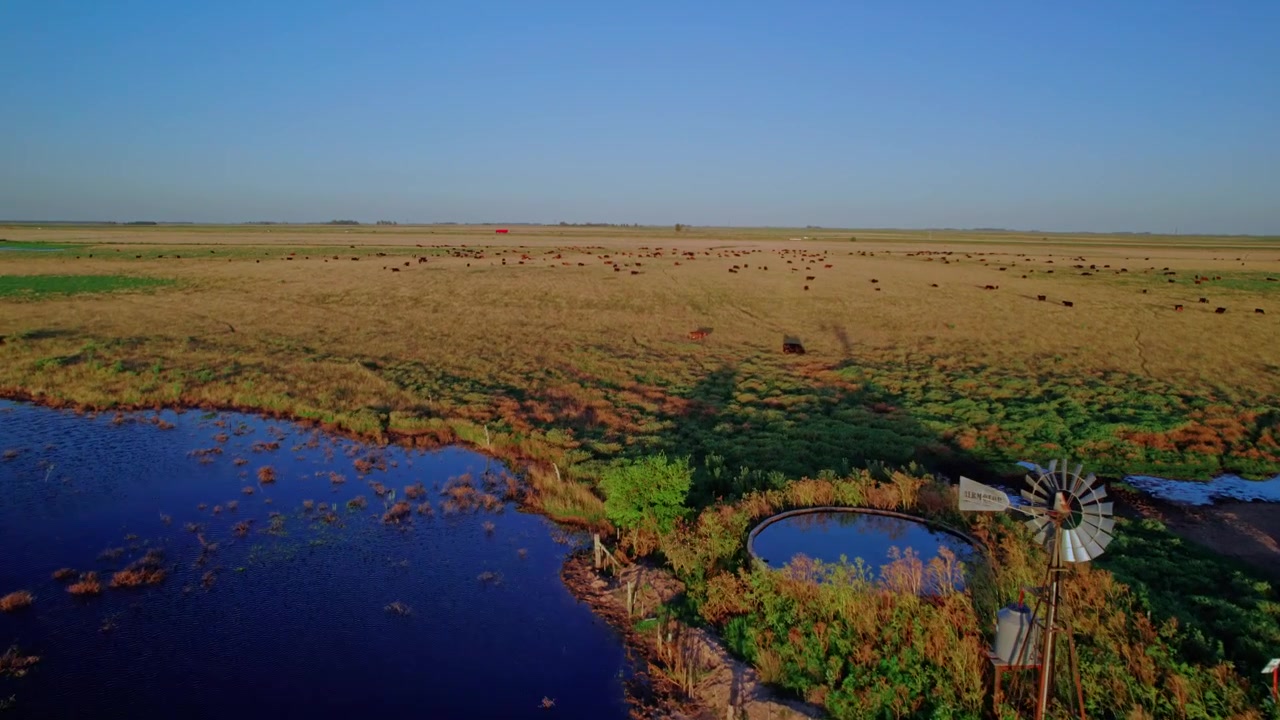 Aerial tracking shot of a large cattle herd grazing in a vast rural pasture during sunset, featuring a traditional windmill, water trough, and natural wetlands.
