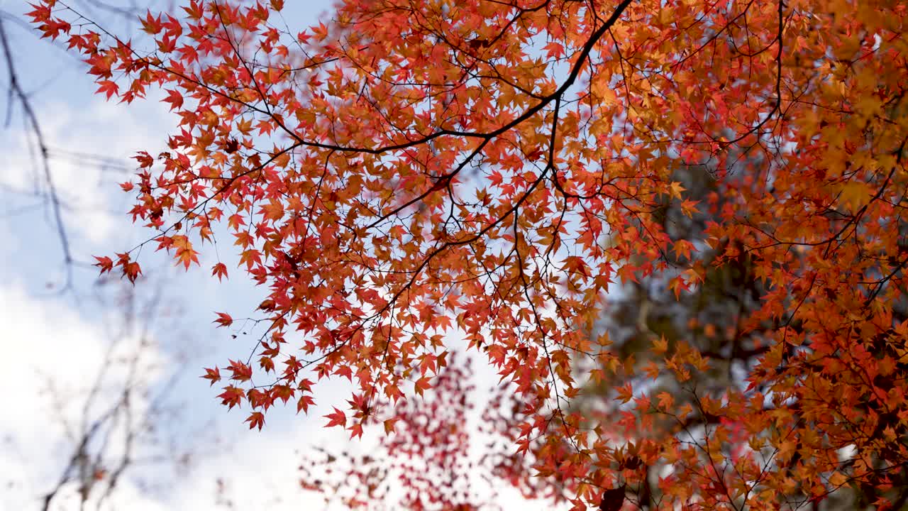 Fiery red leaves of a Japanese maple tree glowing in soft autumn light