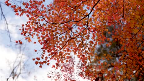 fiery red leaves of a japanese maple tree glowing in soft autumn light
