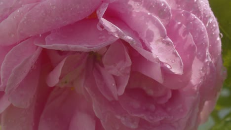 una gran flor de rosa se balancea en el viento bajo la lluvia