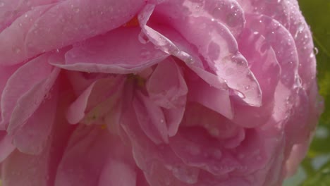 a large rose flower sways in the wind under the rain