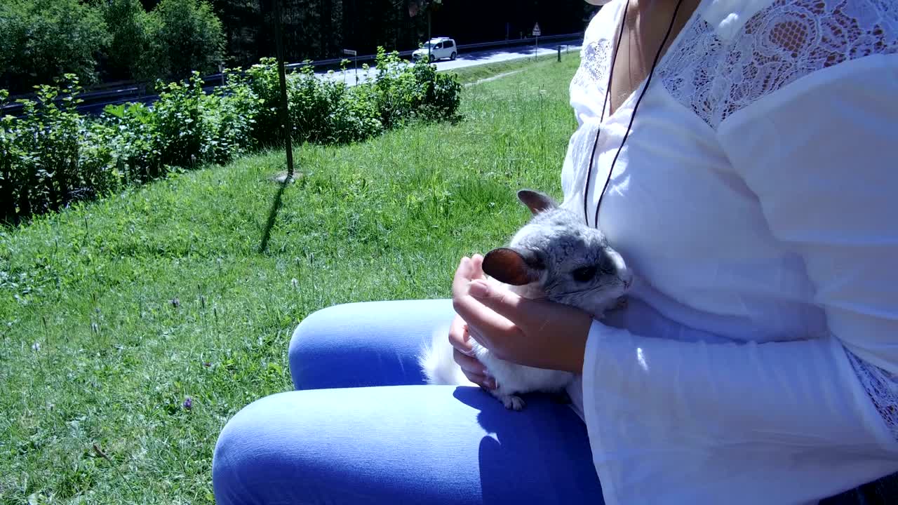 silver chinchilla in the arms of a girl