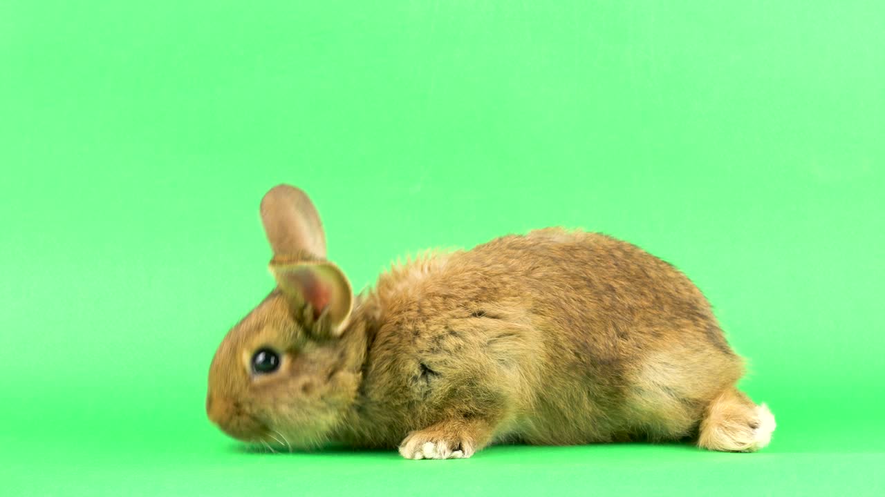 초록색 화면에 있는 작은 털털한 갈색 가축 토끼, 클로즈업.