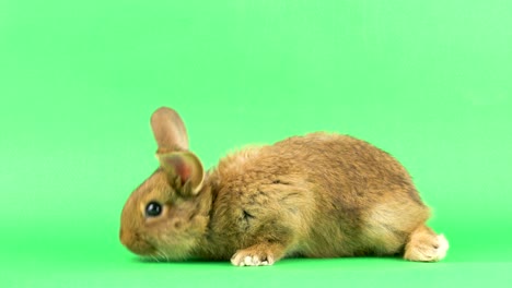 un pequeño conejo doméstico marrón esponjoso en una pantalla verde, de cerca.