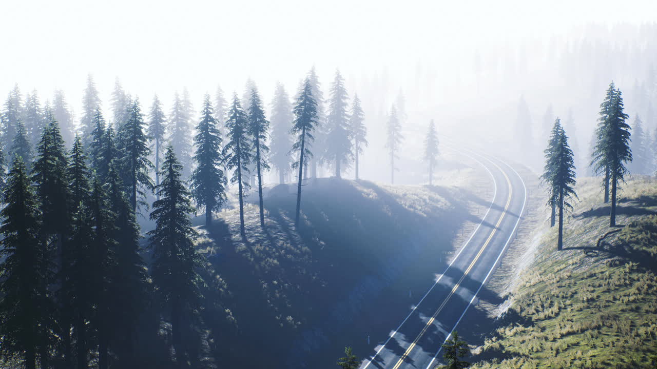 Misty morning on a winding road through evergreen trees in a tranquil landscape