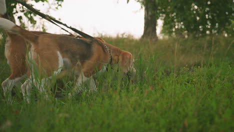 dos perros caminando uno al lado del otro en correa en un campo cubierto de hierba, olfateando el suelo mientras están rodeados de vegetación exuberante y árboles de fondo, los perros parecen curiosos y comprometidos