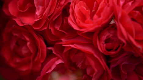 Real-red-roses-natural