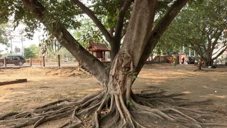 lapso de tiempo del crecimiento de un árbol en un parque