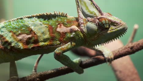 chameleon closeup moving across a branch