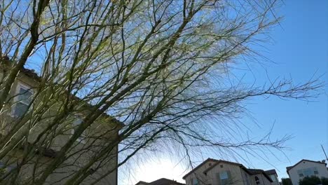 pov walking past long branch strands from garden tree in urban neighborhood in early morning with clear blue skies