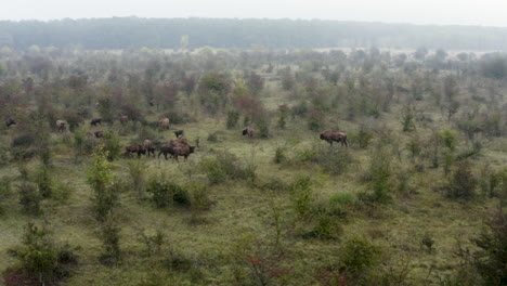 Manada-De-Bisontes-Europeos-Bonasus-De-Pie-En-Un-Campo-Tupido-Y-Nebuloso,-República-Checa