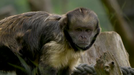 close-up tracking shot of a young brown capuchin monkey