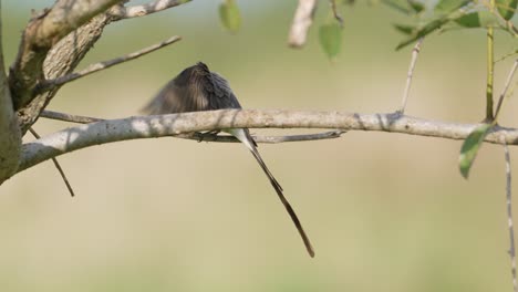 South-american-kingbird,-stunning-fork-tailed-flycatcher,-tyrannus-savana-with-long-tail-perching-still-on-the-tree-branch,-cleaning-and-tidying-its-wing-feathers-under-beautiful-sunlight