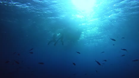 peces en el océano azul nadando debajo de los buzos que ingresan al mar