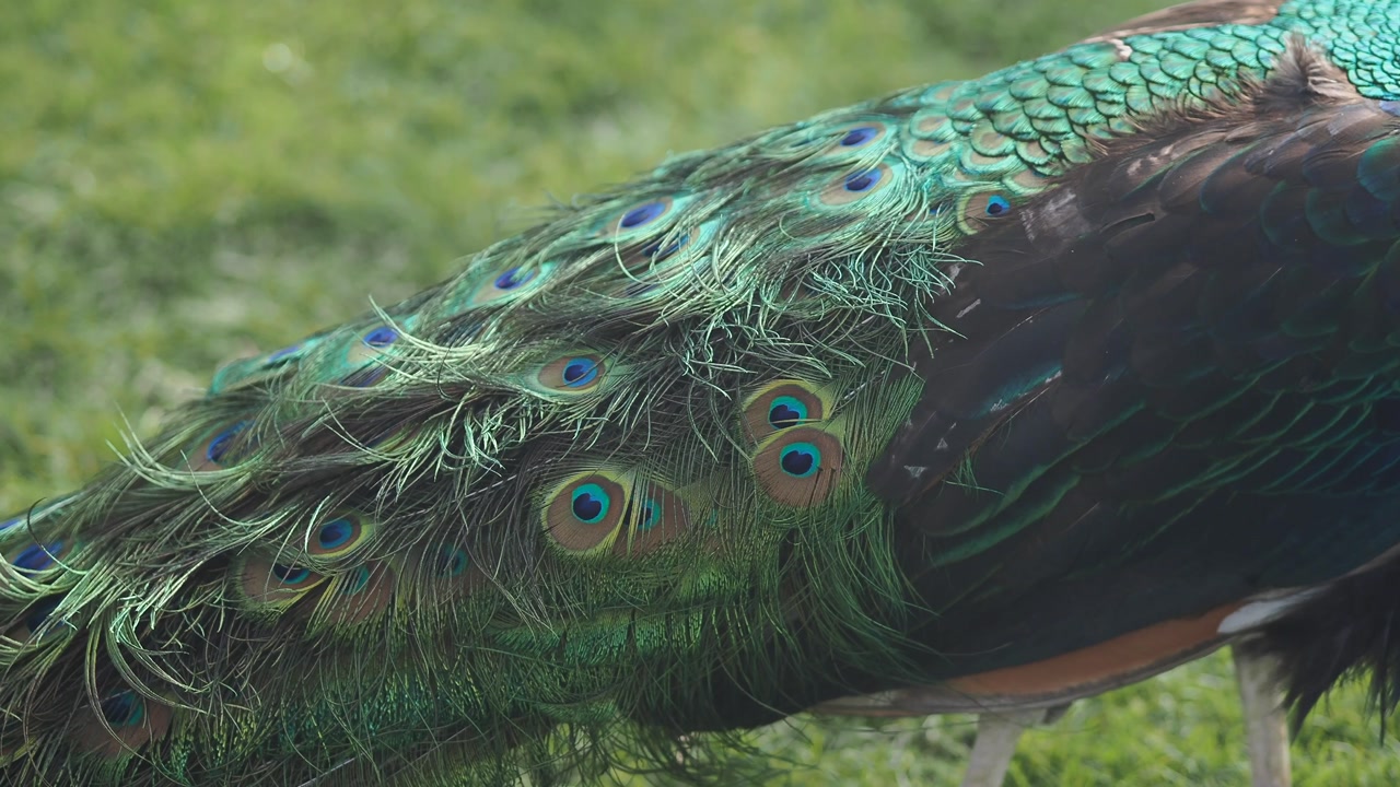 Close-up of a Peacock's Vibrant Green and Blue Tail Feathers
