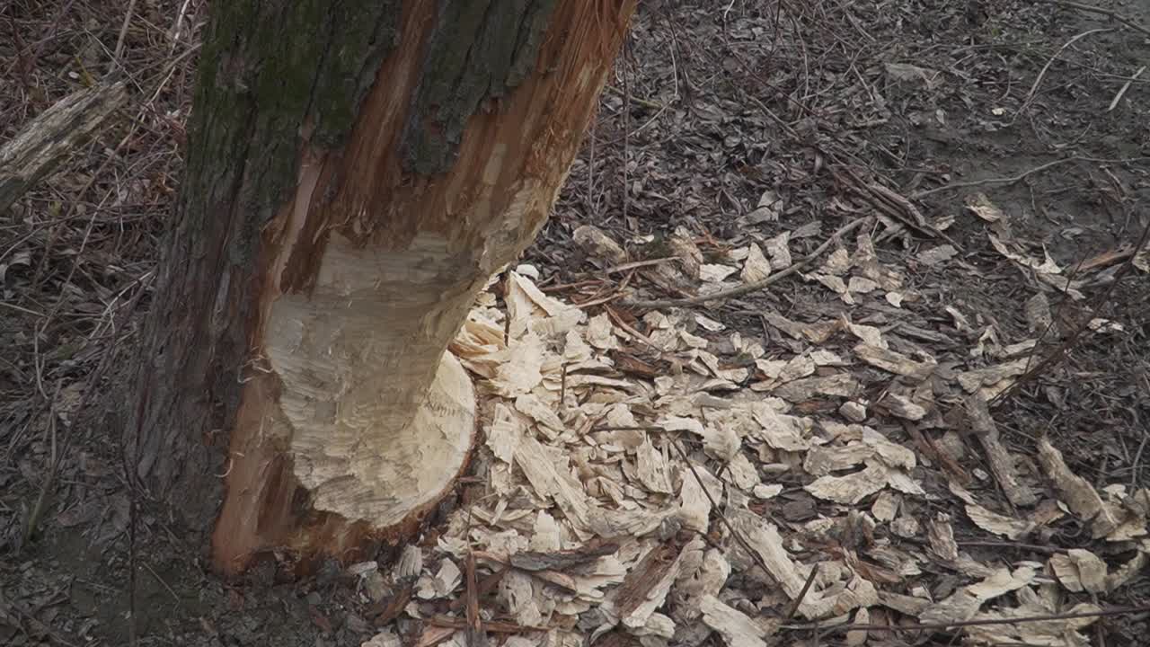 Close-up of a tree trunk gnawed by a beaver, surrounded by fresh wood chips in a damp forest. Ideal for wildlife, nature, or environmental projects