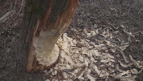 close-up of a tree trunk gnawed by a beaver, surrounded by fresh wood chips in a damp forest. ideal for wildlife, nature, or environmental projects