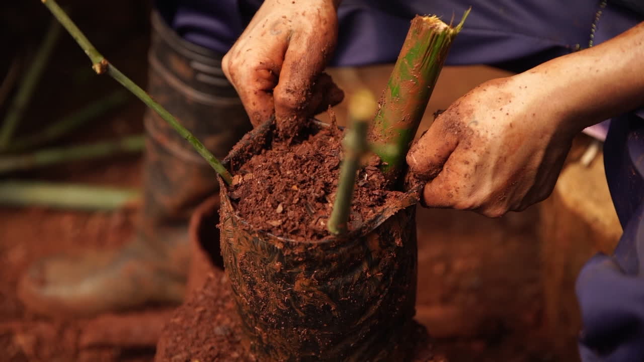 Manos masculinas manipulando tierra roja y plantando una planta en una bolsa negra