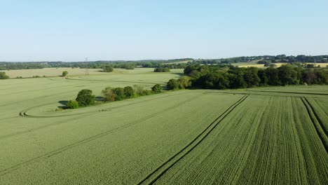 Vista-Panorámica-Aérea-A-Través-De-Cultivos-De-Trigo-Orgánico-Verde-Que-Crecen-En-Tierras-De-Cultivo-Inglesas-Durante-El-Amanecer-Temprano-En-La-Mañana