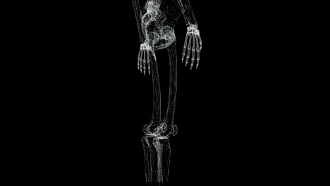 hologram screen 3d of human skeleton spinning - loop