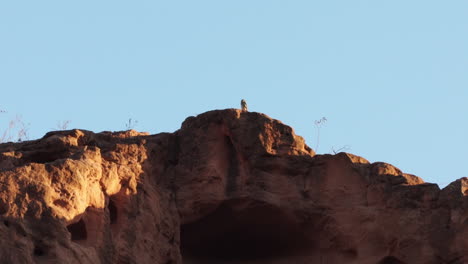 owl on the top of a sandstone cliff in caatinga brazil