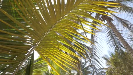 Beautiful-pan-shoot-of-a-tropical-palm-with-sun-flare,-smooth-movement-with-crane