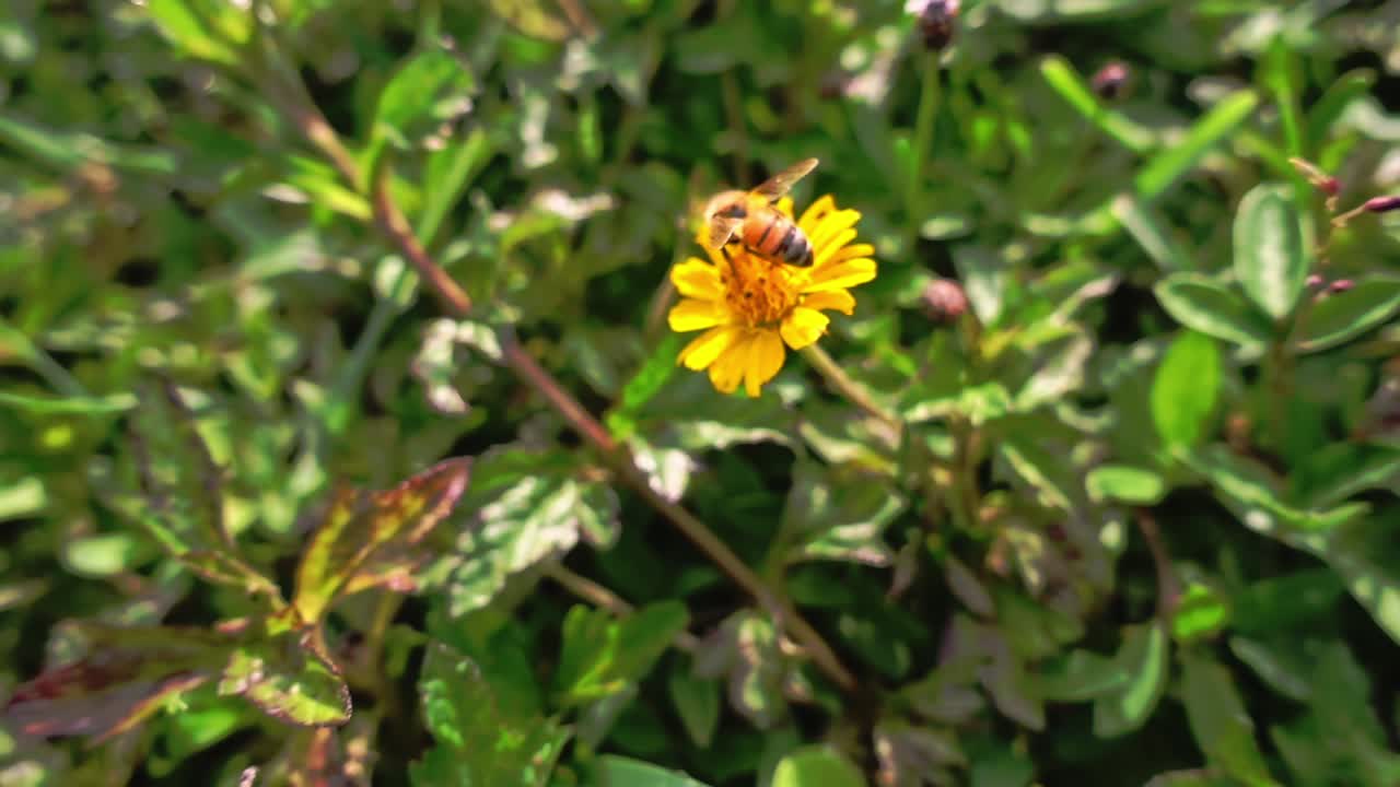 Close-up shot of a honey bee collecting pollen from a yellow wildflower, wings gently moving as it feeds amid green foliage