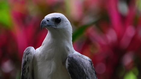 mirando hacia la derecha luego mira hacia la cámara y alrededor, águila marina de vientre blanco haliaeetus leucogaster, filipinas