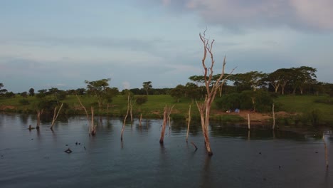 aerial shot of a dry tree trunks in the river