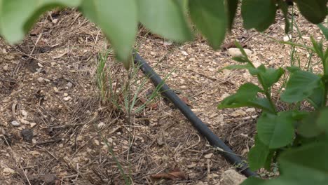 closeup shot of drip irrigation system in sindh