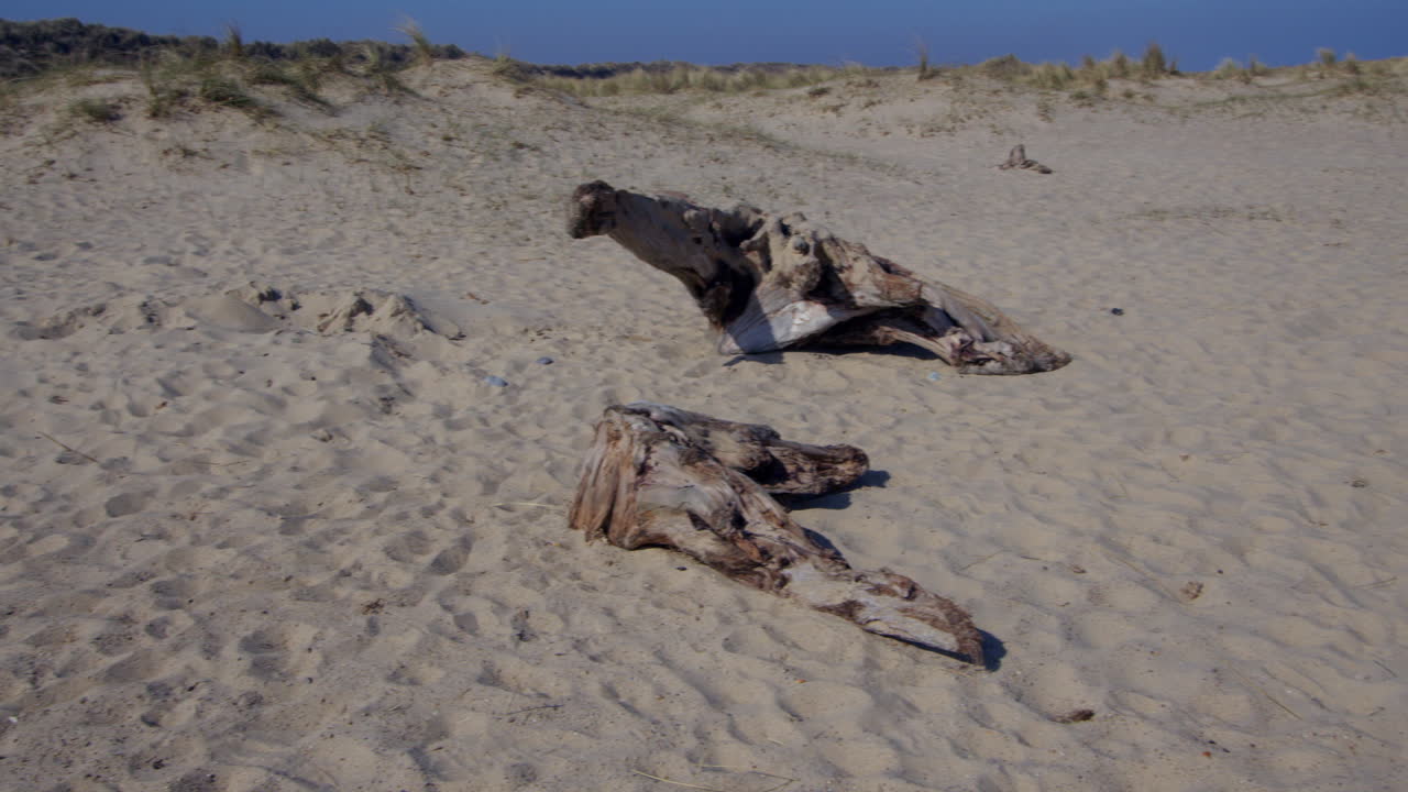 Panning wide shot looking sand dunes at Horsey beach side next to Winterton on Sea, with driftwood