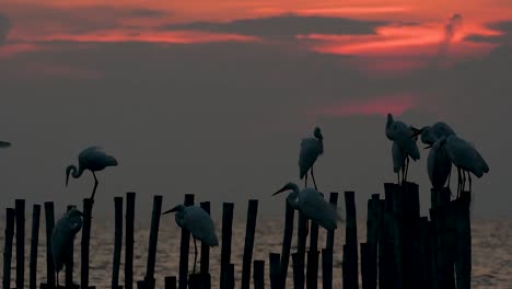 The-Great-Egret,-also-known-as-the-Common-Egret-or-the-Large-Egret