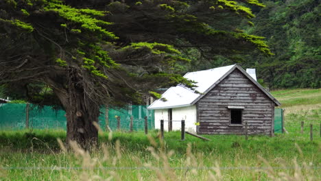Static-shot-of-grass-swaying-at-old-weathered-hut-near-Robinsons-Bay,-New-Zealand