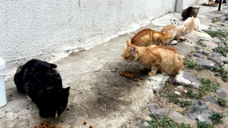 gatos comiendo comida de gato en la calle