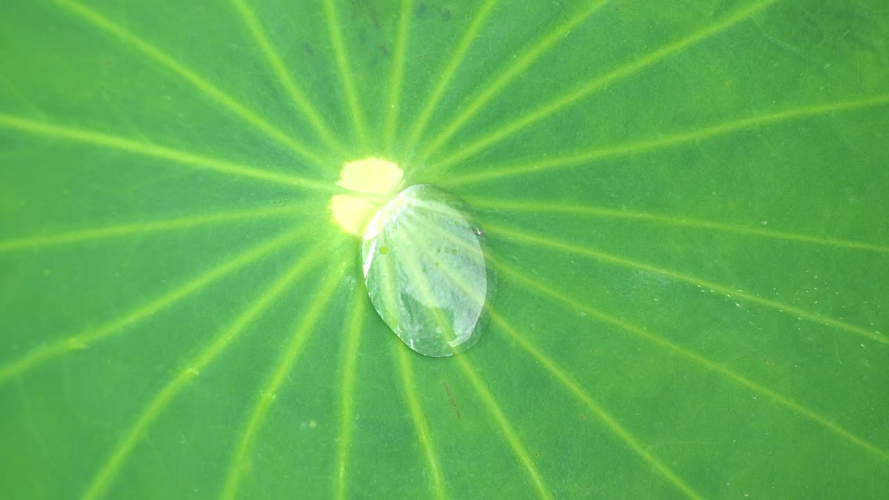 4K footage ,water drops on a green leaf lotus in morning time,select focus.