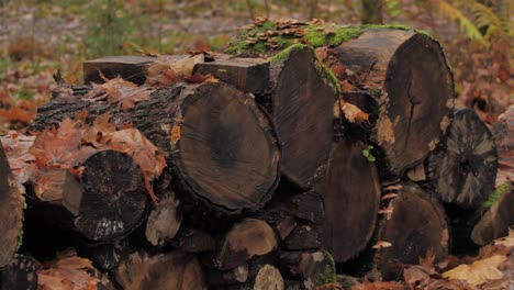Wet firewood piled up in a pile