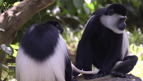 A-baby-of-black-and-white-cloumbus-monkey-with-his-family-are-resting-on-a-rock,-fixed-shot