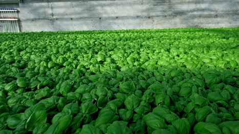 Backward-dolly-over-lush-green-growing-basil-plants-in-greenhouse