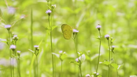 Butterfly-pollinating-flowers-in-natural-environment-4