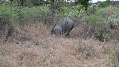 Bebé-Rinoceronte-Y-Su-Madre-En-La-Naturaleza-En-Zimbabwe,-áfrica