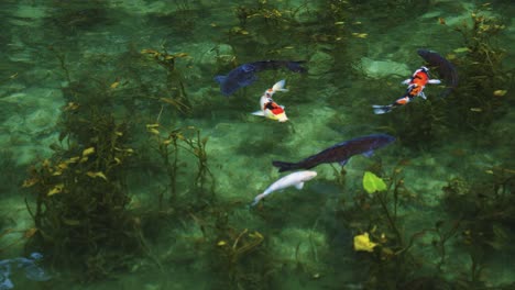 Estanque-Koi-En-Seki,-Gifu-Japón