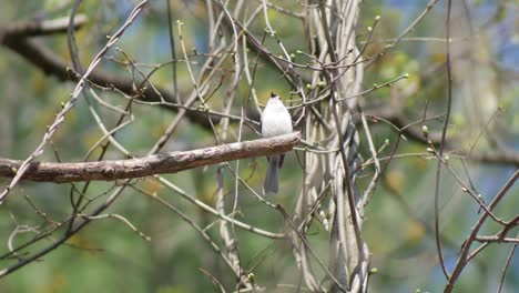 A-Tufted-Titmouse-bird-perched-on-a-branch-in-the-forest