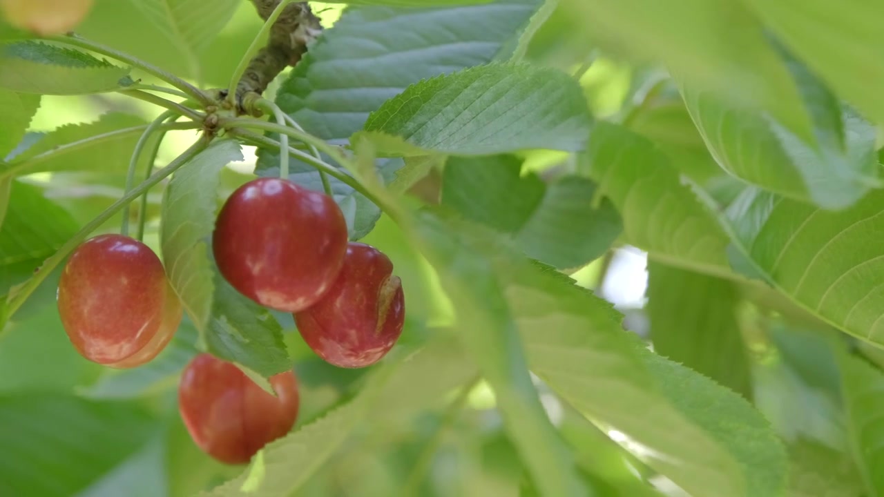 Primo piano di rami di albero pieni di ciliegie rosse