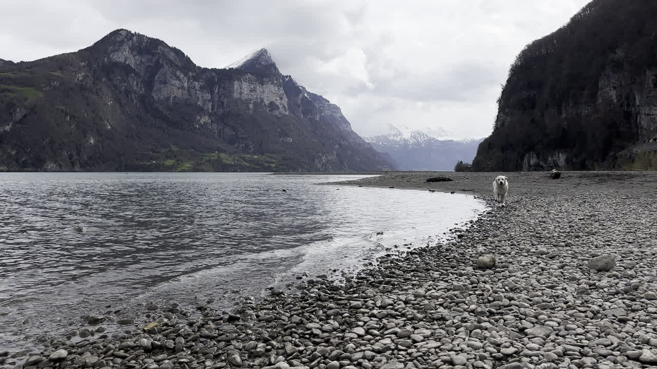 vista estática a nivel del suelo del perro esperando una orden para moverse