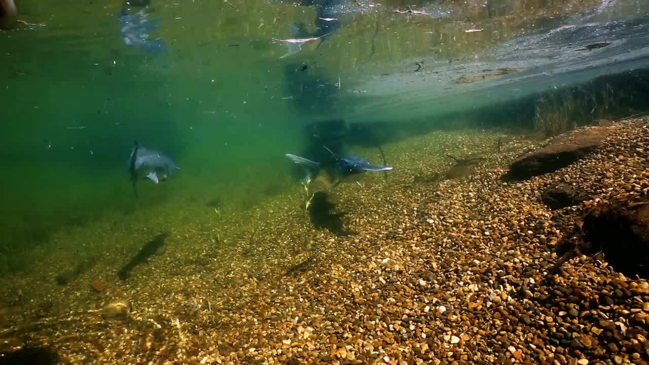 в мутной воде плавают рыбы-веслоносы, некоторые из них едят во время плавания.