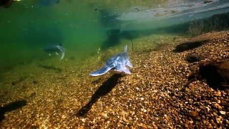 Ein-Schwarm-Paddelfische-Schwimmt-Durch-Trübes-Wasser,-Von-Denen-Einige-Beim-Schwimmen-Fressen