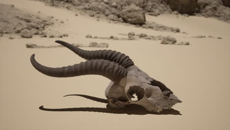 animal skull in the desert