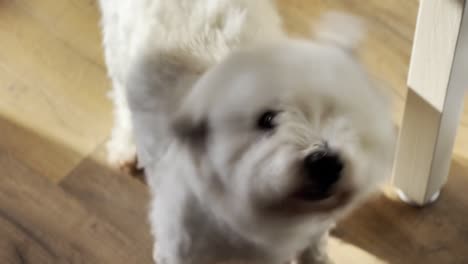 cute furry white dog barking