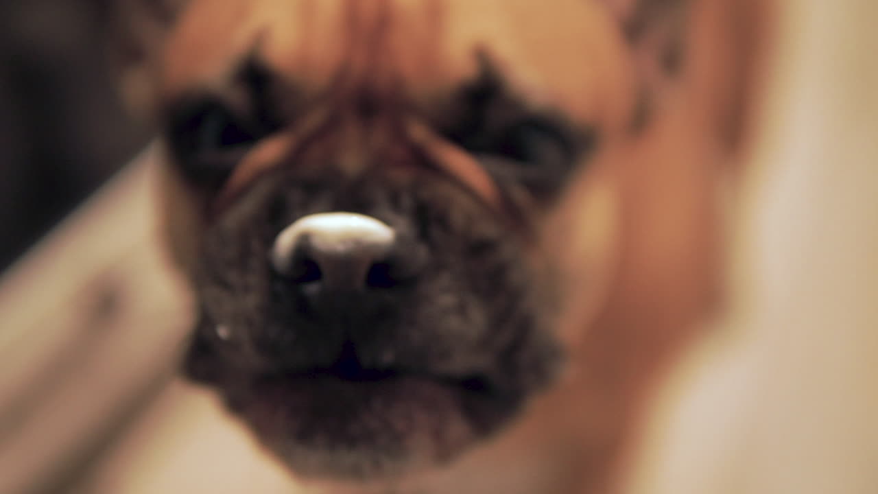 Close up of French Bulldog repeatedly sticking out his long tongue and licking his nose